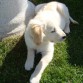 Lola en el campo